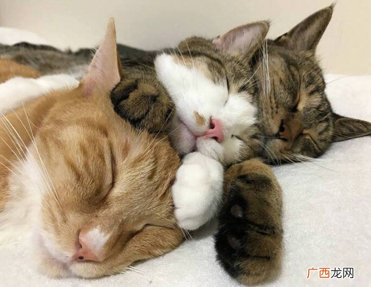 家里养几只猫最好 家里养几只猫最吉利