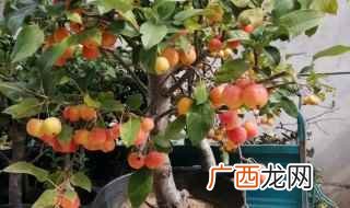 适合北方庭院种植的7种果树 北方适合盆栽的果树有哪些
