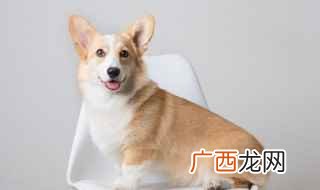 1982年的属什么生肖 82年属什么生肖