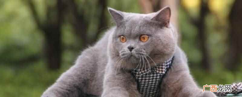 蓝猫抓不抓老鼠 蓝猫是不是乱抓东西