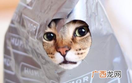 猫咪舔塑料袋有危害吗 猫咪总舔塑料袋啥意思