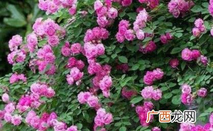 四季春花适合在卧室里养吗 四季春花可以在卧室养吗