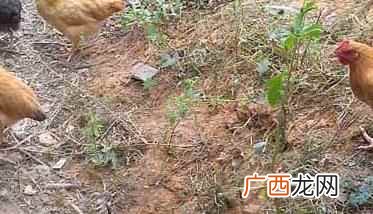 散养土鸡的鸡舍建造要求 散养土鸡的环境选择