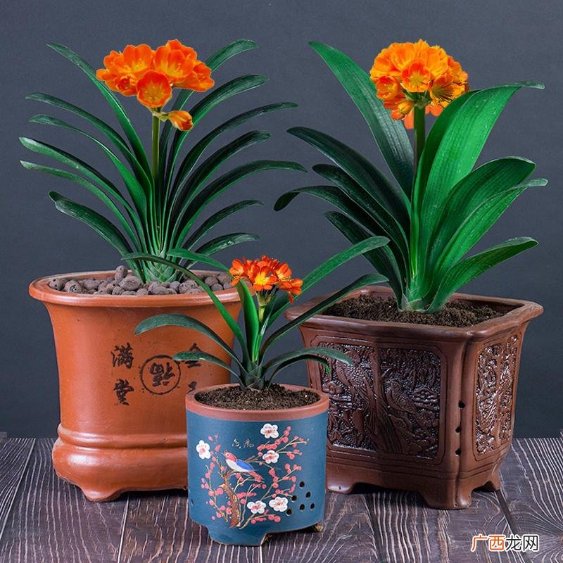 用3个催花术，花箭嗖嗖爆 君子兰不开花怎么办