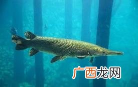 鱼缸绿水应该怎么解决? 鱼缸绿水的原因和解决办法