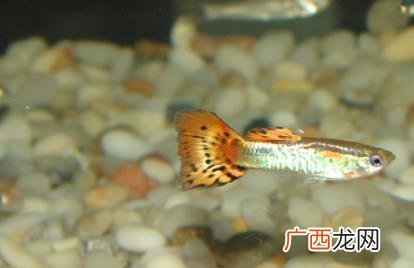 鱼缸里的鱼怎么晚上老是跳缸 鱼老是跳缸是什么原因