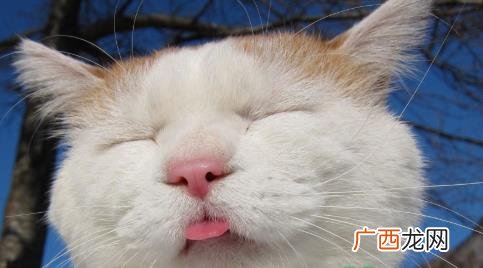 猫咪小舌头伸出来怎么回事 猫咪舌头伸出来是为什么
