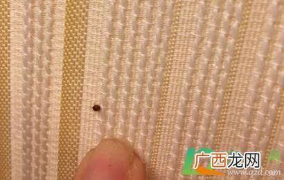 床虫怎么消灭最快方法 床虫怎么消灭最简单快速的方法