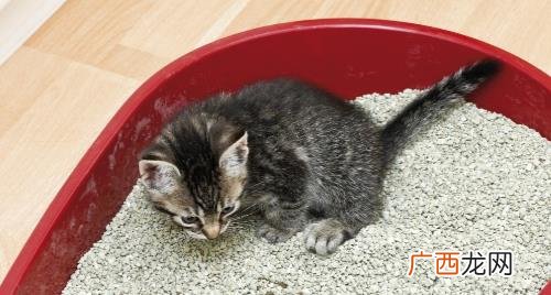 小猫总吃猫砂是咋回事 猫咪吃猫砂怎么纠正