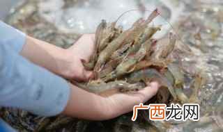 基围虾怎么做好吃 香辣基围虾怎么做好吃