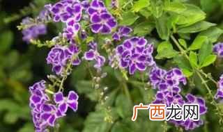 蕾丝金露花养护注意事项 蕾丝金露花能放室内吗