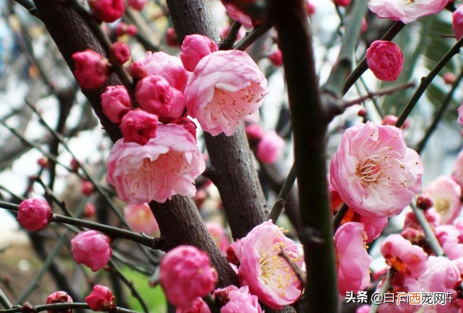 花中四君子指哪四种植物 花中四君子指的是哪四种花