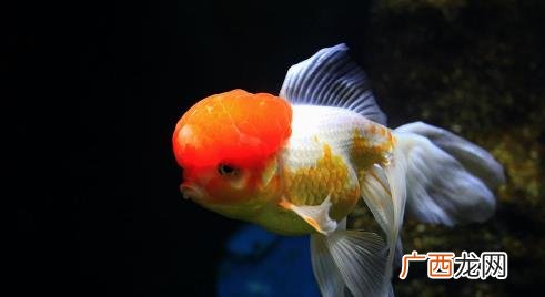 金鱼好养活吗 刚买来金鱼怎么养好