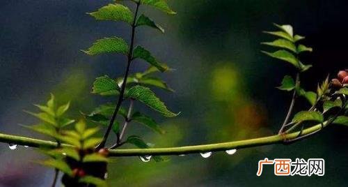清明节上坟可以下午去吗 清明节下午可以扫墓吗