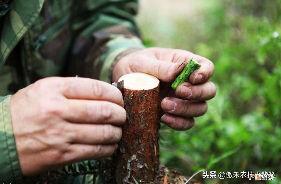 几月份嫁接果树成活率高 嫁接果树的最佳时间