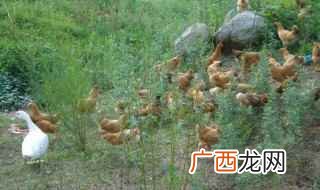 散养鸡的生长危害有哪些 农村散养鸡的养殖方法