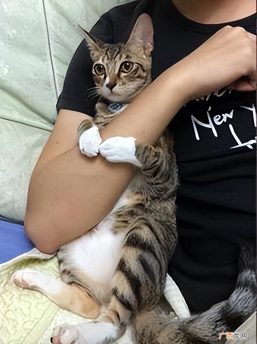 猫咪粘人等级对照表 猫粘人是什么表现