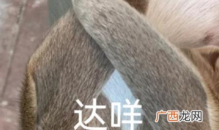 达咩达咩什么意思 达咩是什么意思啊