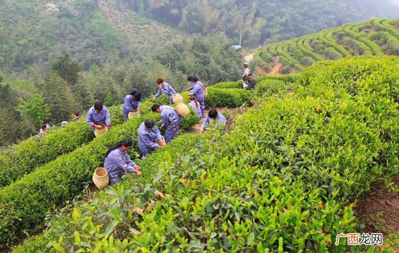 哪个才好喝 安徽四大名茶是哪四大名茶