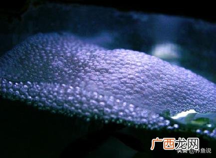 泰国斗鱼如何在家繁殖 泰国斗鱼繁殖需要准备什么