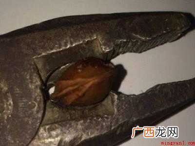 杏核怎样快速去壳的具体操作步骤 杏核怎样快速去壳