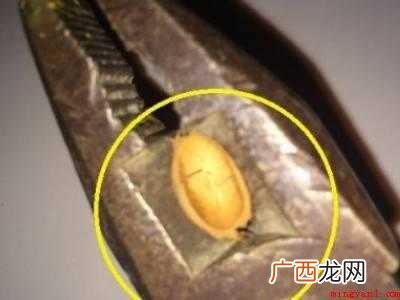 杏核怎样快速去壳的具体操作步骤 杏核怎样快速去壳