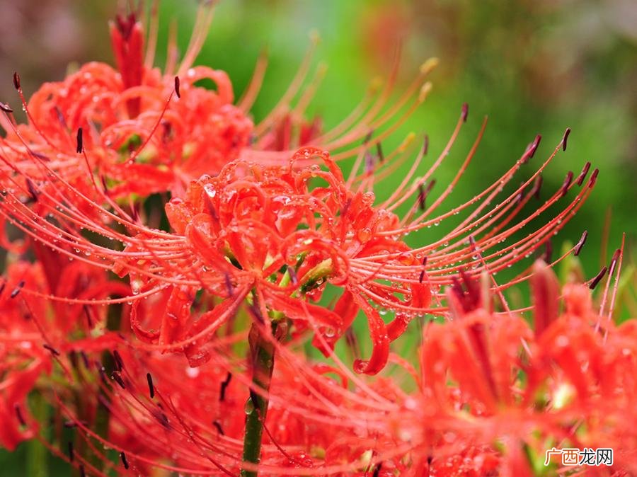 彼岸花和石蒜花是什么关系 石蒜花和彼岸花一样吗
