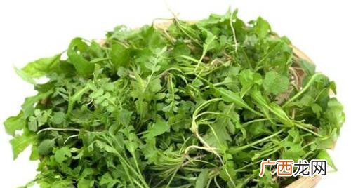 地菜的功效与作用 地菜的功效与作用及禁忌