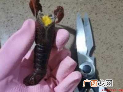虾头的处理方法的具体操作步骤 虾头的处理方法