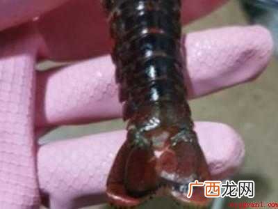 虾头的处理方法的具体操作步骤 虾头的处理方法
