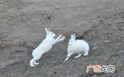 兔子会打架会打死吗