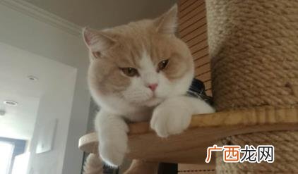 公猫绝育就不发腮了吗 公猫多大开始发腮