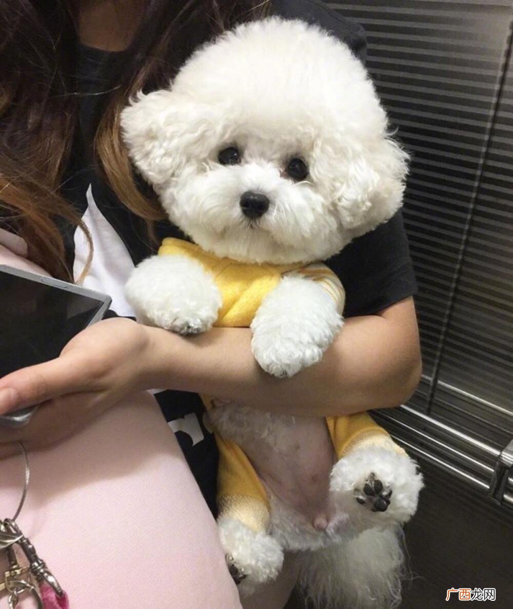 不知道的话，说明你不是合格的主人 比熊最害怕的六件事