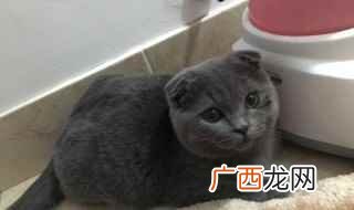 英短毛虎纹猫美短是蓝猫 英国短毛猫和美国短毛猫怎么区分