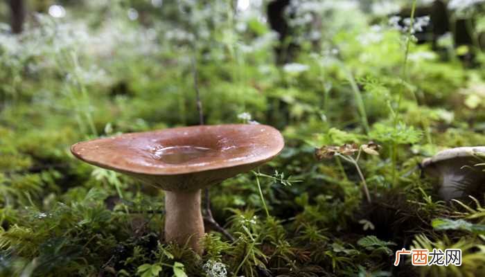 野生干蘑菇可以做干椒炒野生菌、野蘑菇炒香干、小鸡炖蘑菇 野生干蘑菇怎么做好吃