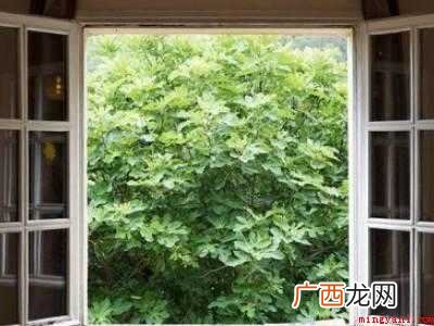怎样灭苍蝇的具体操作步骤 怎样灭苍蝇