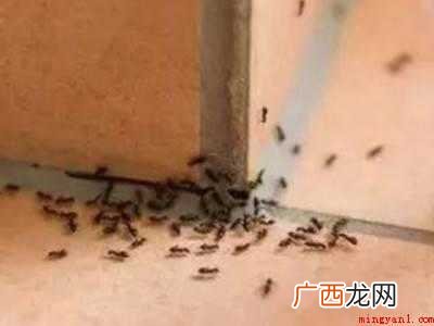 去除蚂蚁的具体操作步骤 去除蚂蚁