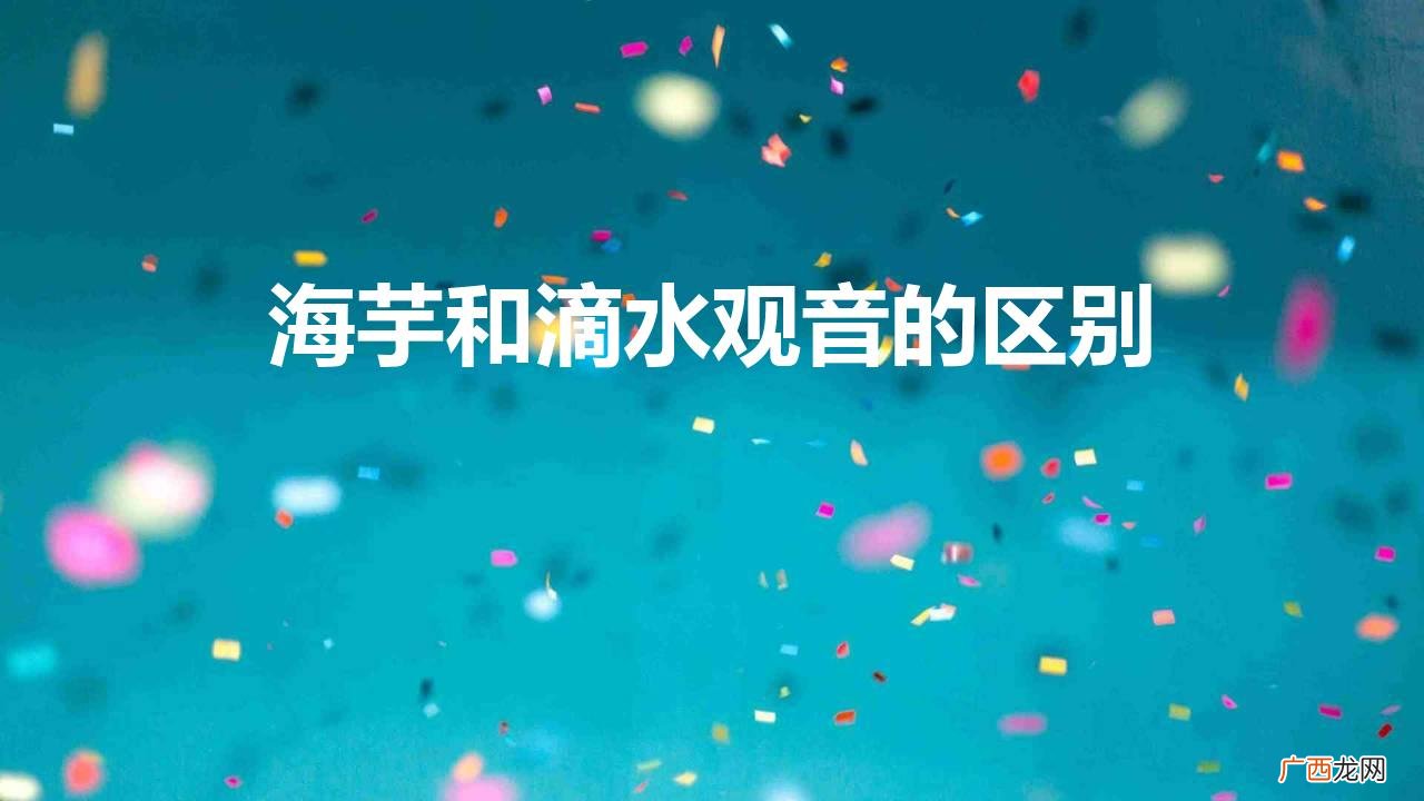海芋和滴水观音的区别