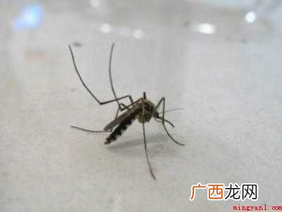 如何打蚊子的具体操作步骤 如何打蚊子