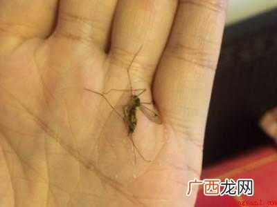 如何打蚊子的具体操作步骤 如何打蚊子