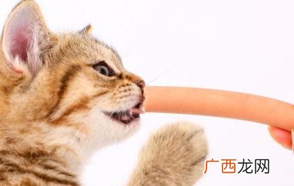 猫咪专用火腿肠对猫有害吗 猫咪吃火腿肠好吗