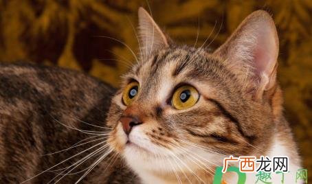 猫咪掉胡子正常吗