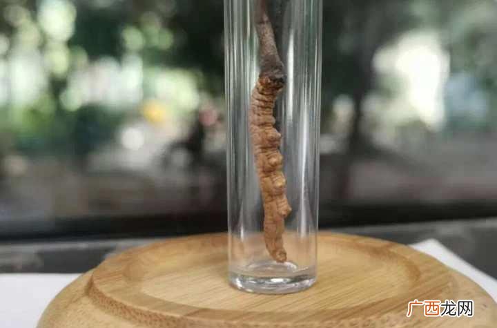 冬虫夏草的鉴别七步法 冬虫夏草怎么辨别