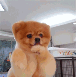 狗把自己当主人的表现 狗狗养不熟是什么表现