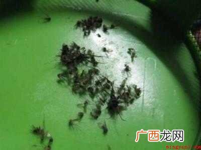 怎么找到蚊子藏在哪的具体操作步骤 怎么找到蚊子藏在哪