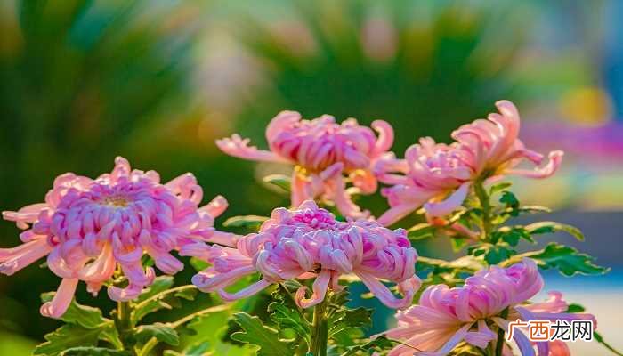 九月九日重阳节风俗是出游赏景、登高远眺、观赏菊花、遍插茱萸、 九月九日重阳节的风俗是什么