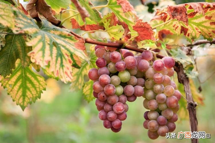 全国哪种葡萄最好吃又出名 中国十大葡萄品种排名