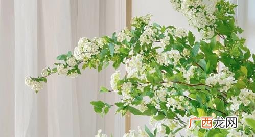 小手球花有毒么 绣球花有毒吗