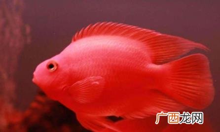 鹦鹉鱼发黑怎么回事 鹦鹉鱼发黑什么情况