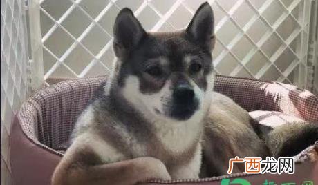 网络梗yue是什么意思 yue什么意思网络语